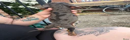 Dachshund dogs for sale: Stunning dachshund babies  - Advert 13