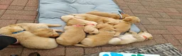 Mixed Breed dogs for sale: Labrador Mix Puppies in Glenrothes - Advert 8