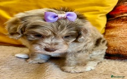 Cavapoo dogs for sale: TOY Fluffy Cavapoo’s From Health Tested Parents - Image 2