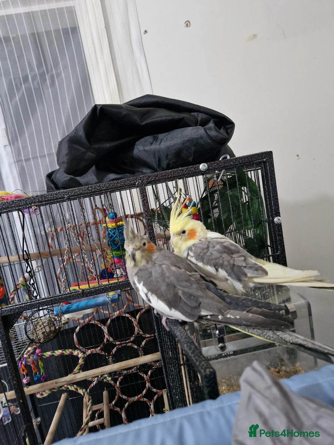 Cockatiels birds for sale: Pair of beautiful cockatiels  in Hemel Hempstead - Advert 1