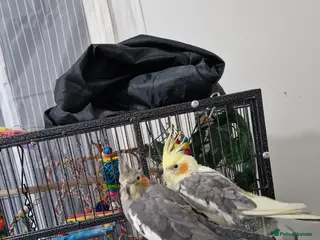 Cockatiels birds Pair of beautiful cockatiels - Advert 1