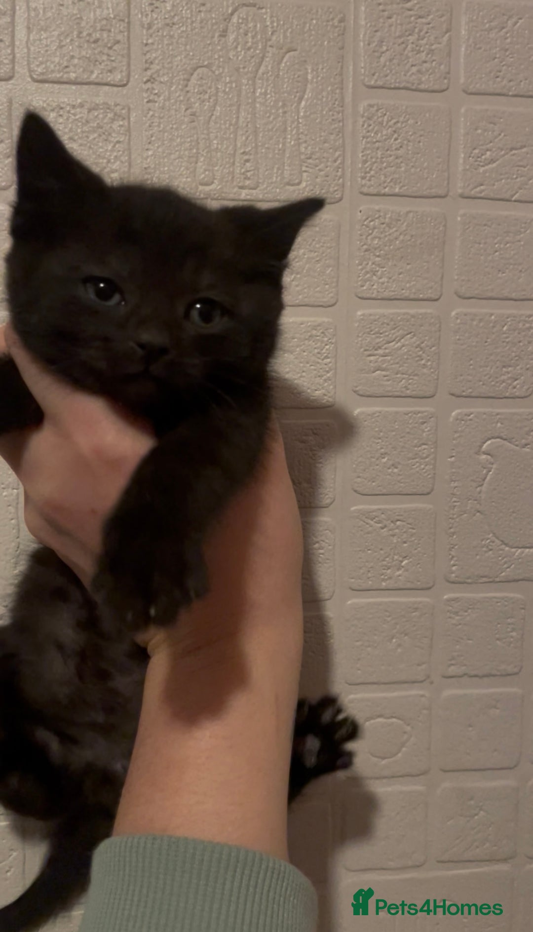 Domestic Shorthair cats for sale: Kittens ready to reserve  - Advert 11