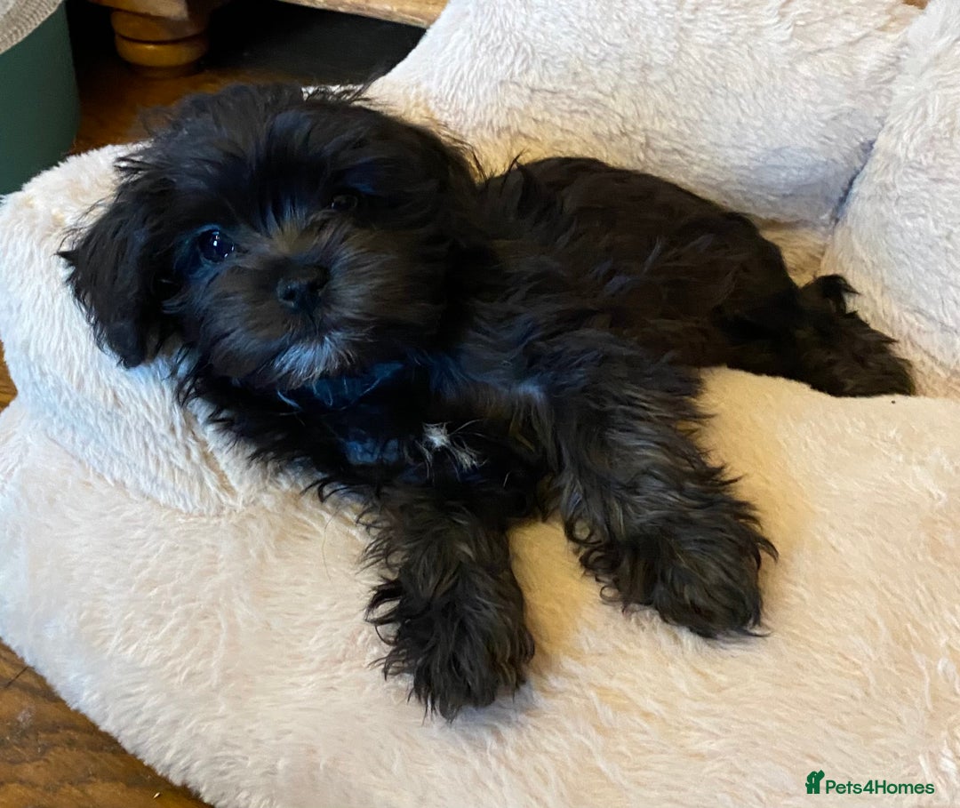 Maltipoo dogs for sale: Ready Now-Stunning Maltipoo Puppies⭐️DNA Tested ⭐️ - Image 4