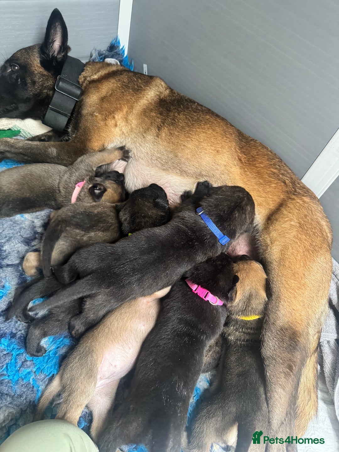 Mixed Breed dogs for sale: Stunning bullherder pups  - Image 17
