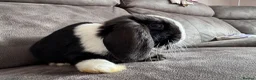 Mini Lop rabbits for sale: Pure Breed Mini Lop Babies  in Hailsham - Advert 34