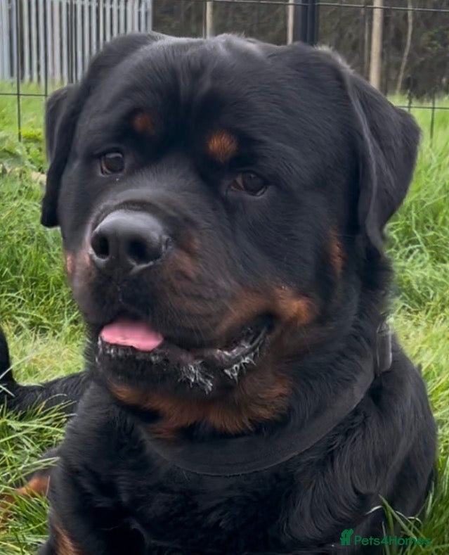 Rottweiler dogs Rottweiler DNA health tested,,EYE SCANNED  - Advert 16