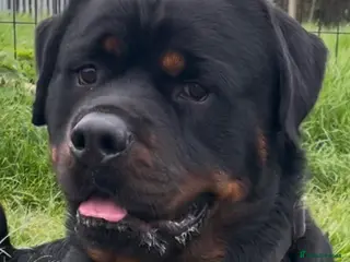 Rottweiler dogs Rottweiler DNA health tested,,EYE SCANNED - Advert 16