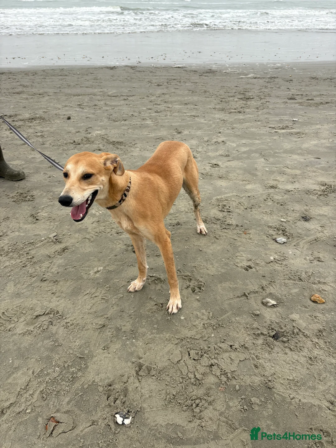 Mixed Breed dogs for sale: 9 month old lurcher puppy  - Advert 2