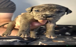 Mixed Breed dogs for sale: mastiff pups🐾 - Advert 13