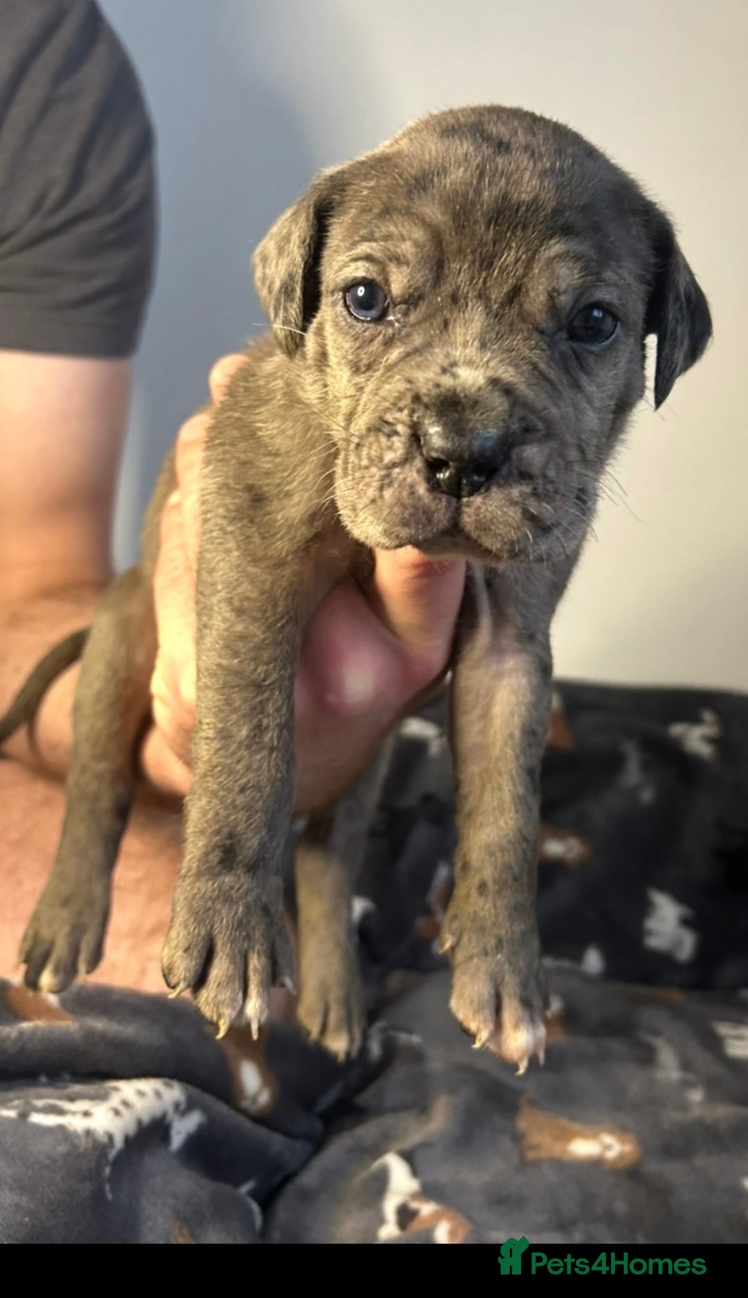 Mixed Breed dogs for sale: mastiff pups🐾 - Advert 13