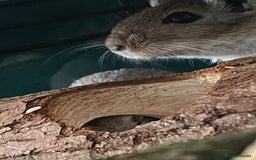 Gerbil rodents for sale: 2 male girbils for sale - Image 3