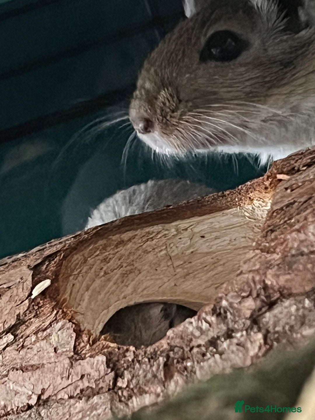 Gerbil rodents for sale: 2 male girbils for sale - Image 3