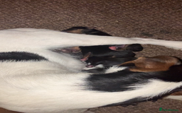 Patterjack dogs for sale: 2 little boys left for sale beautiful puppies - Image 3