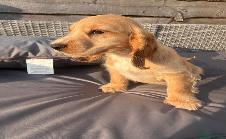 Cocker Spaniel dogs - Advert 6
