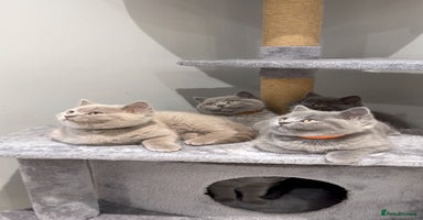 British Shorthair cats 2 Female GCCF Health tested British Shorthair - Advert 4