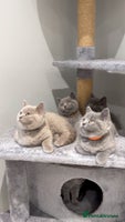 British Shorthair cats 2 Female GCCF Health tested British Shorthair - Advert 4