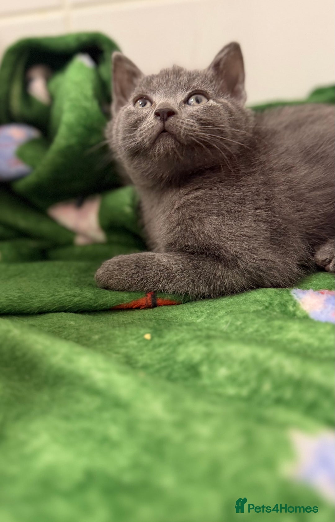 Mixed Breed cats for sale: Britishshort hair cross  - Advert 2