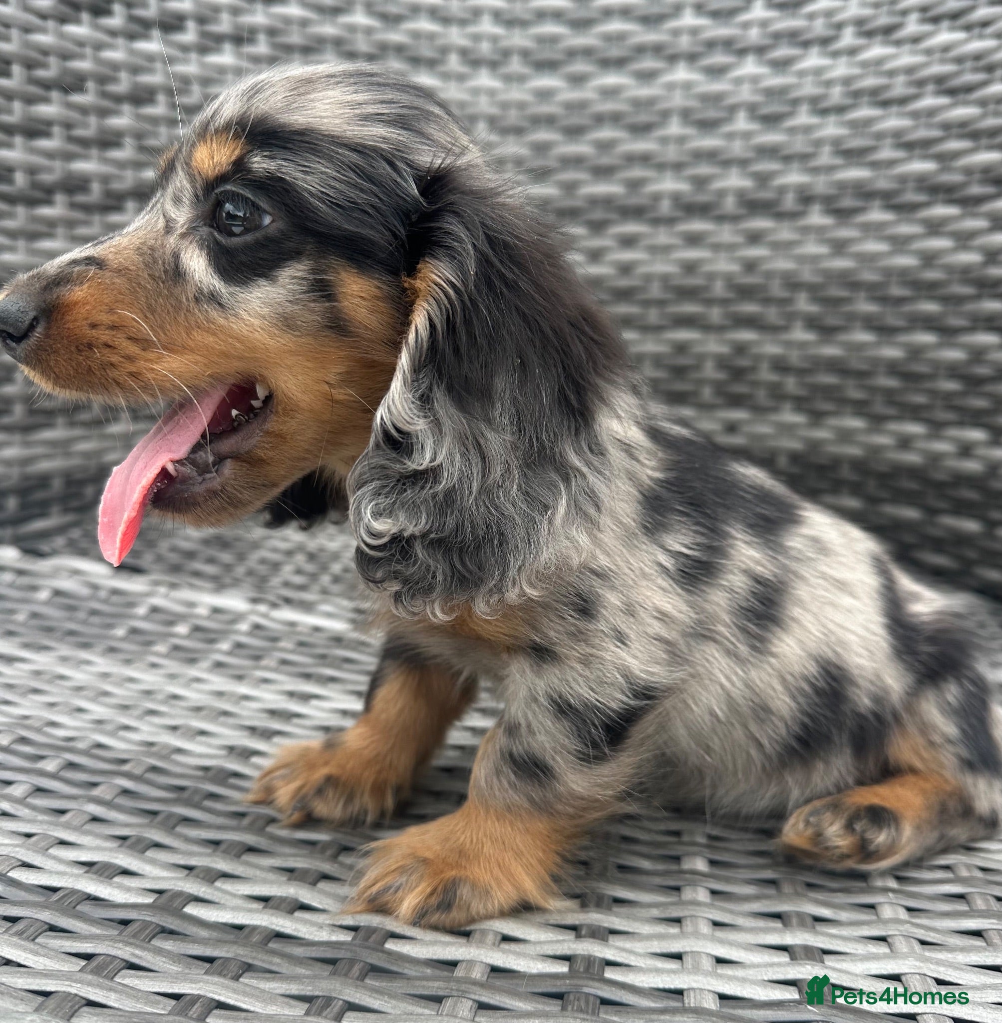 Miniature Dachshund dogs ✨MINI LONG HAIRED DACHSHUNDS ✨KC ✨ - Advert 2
