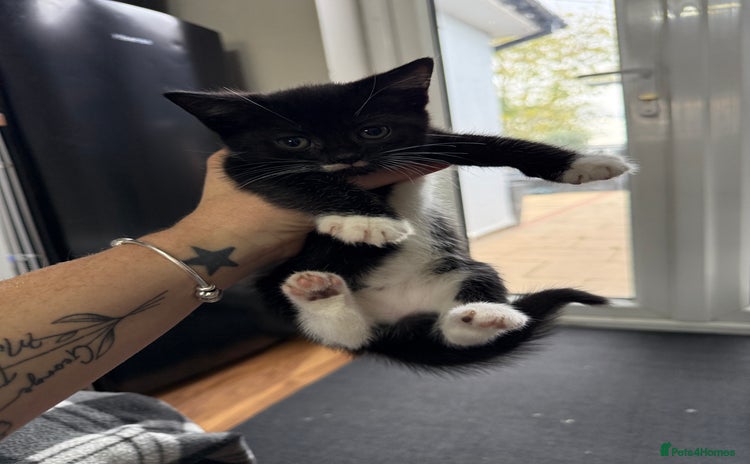 Mixed Breed cats - Advert 1