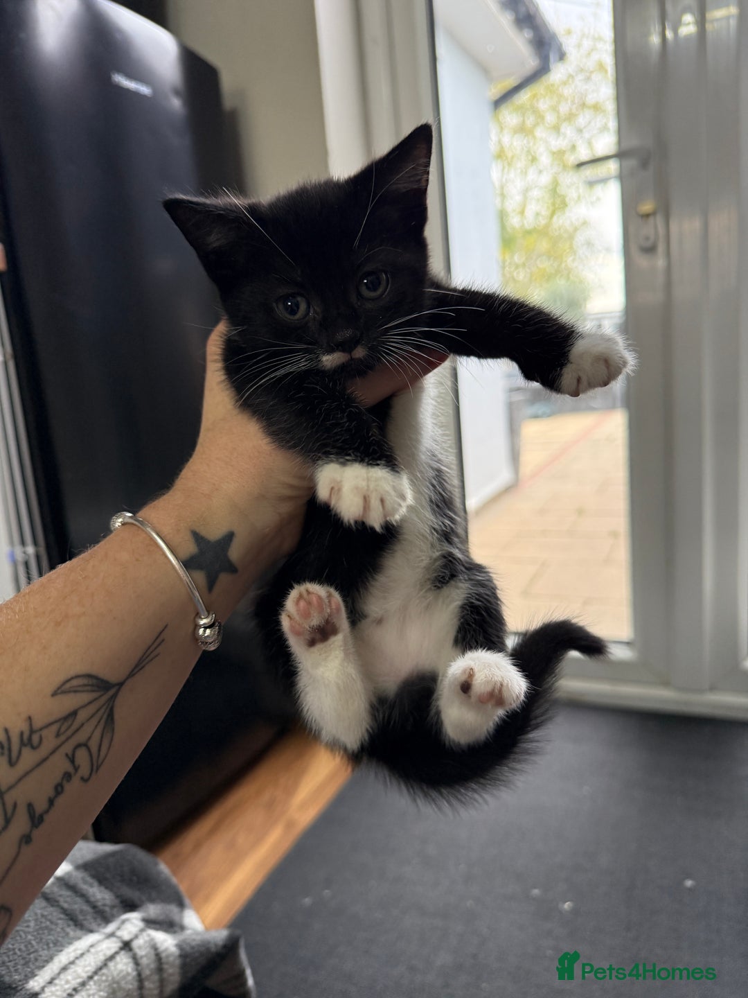 Mixed Breed cats for sale: Kittens for sale  - Image 1