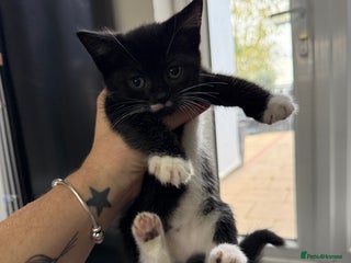 Mixed Breed cats - Advert 22