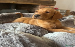 Labrador Retriever dogs for sale: KC FTCH Fox Red Lab pups Health Tested Parents - Image 1