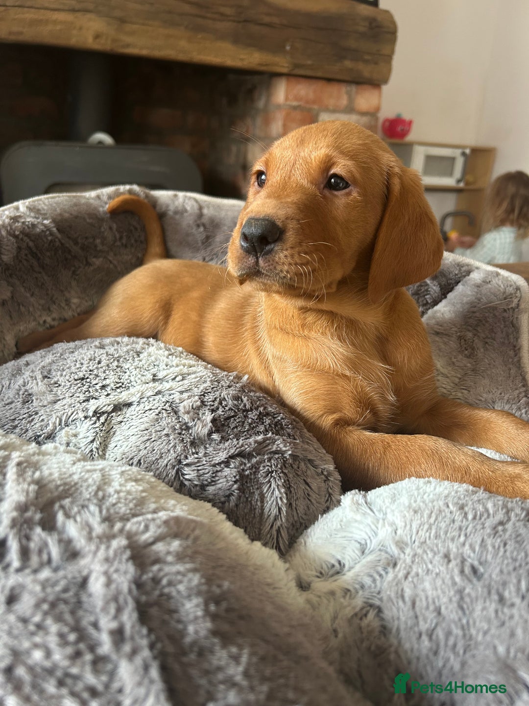 Labrador Retriever dogs for sale: KC FTCH Fox Red Lab pups Health Tested Parents - Image 1