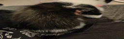 Mixed Breed cats for sale: Kittens for rehoming - Advert 13