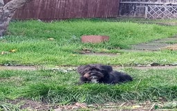 Mixed Breed dogs for sale: He is a Jackpo and Poodle crossbreed  - Image 1