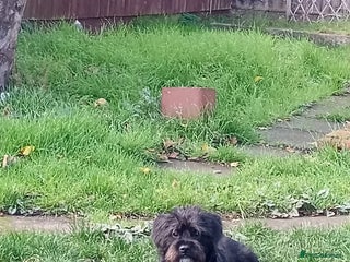 Mixed Breed dogs for sale - Advert 1