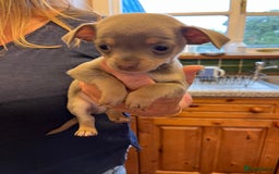 Chihuahua dogs for sale: Chihuahua boy - Image 1