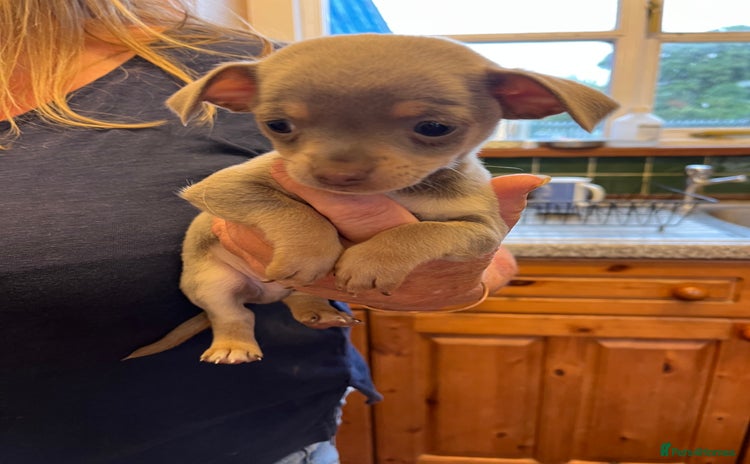 Chihuahua dogs - Advert 2