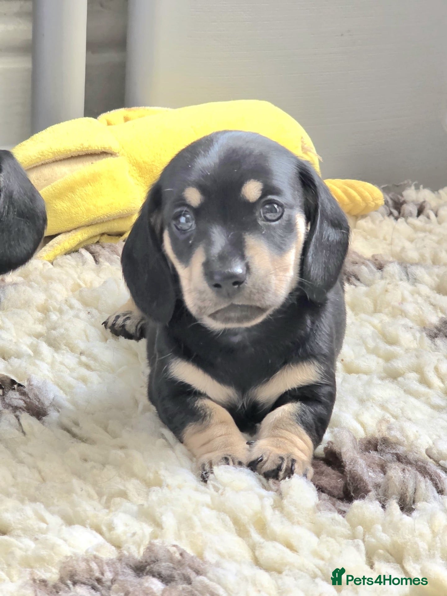 Miniature Dachshund dogs 🐾✨ GORGEOUS MINIATURE KC DACHSHUND PUPPIES ✨🐾 - Advert 1