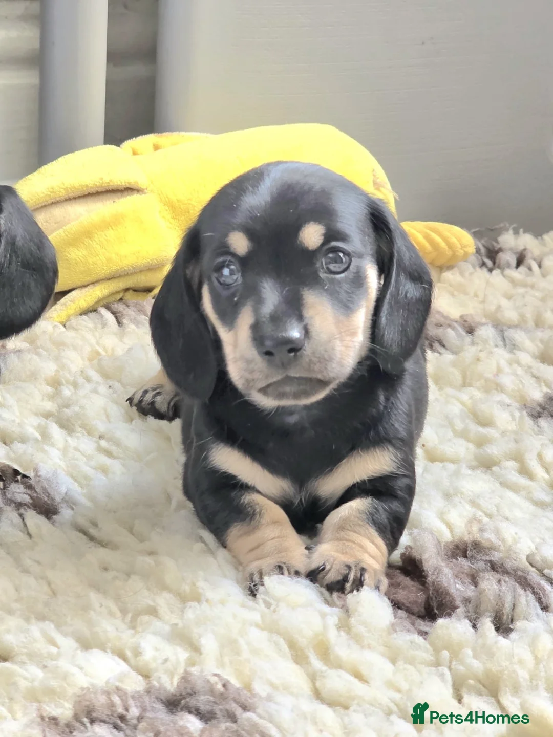 Miniature Dachshund dogs for sale: 🐾✨ GORGEOUS MINIATURE KC DACHSHUND PUPPIES ✨🐾 - Advert 1