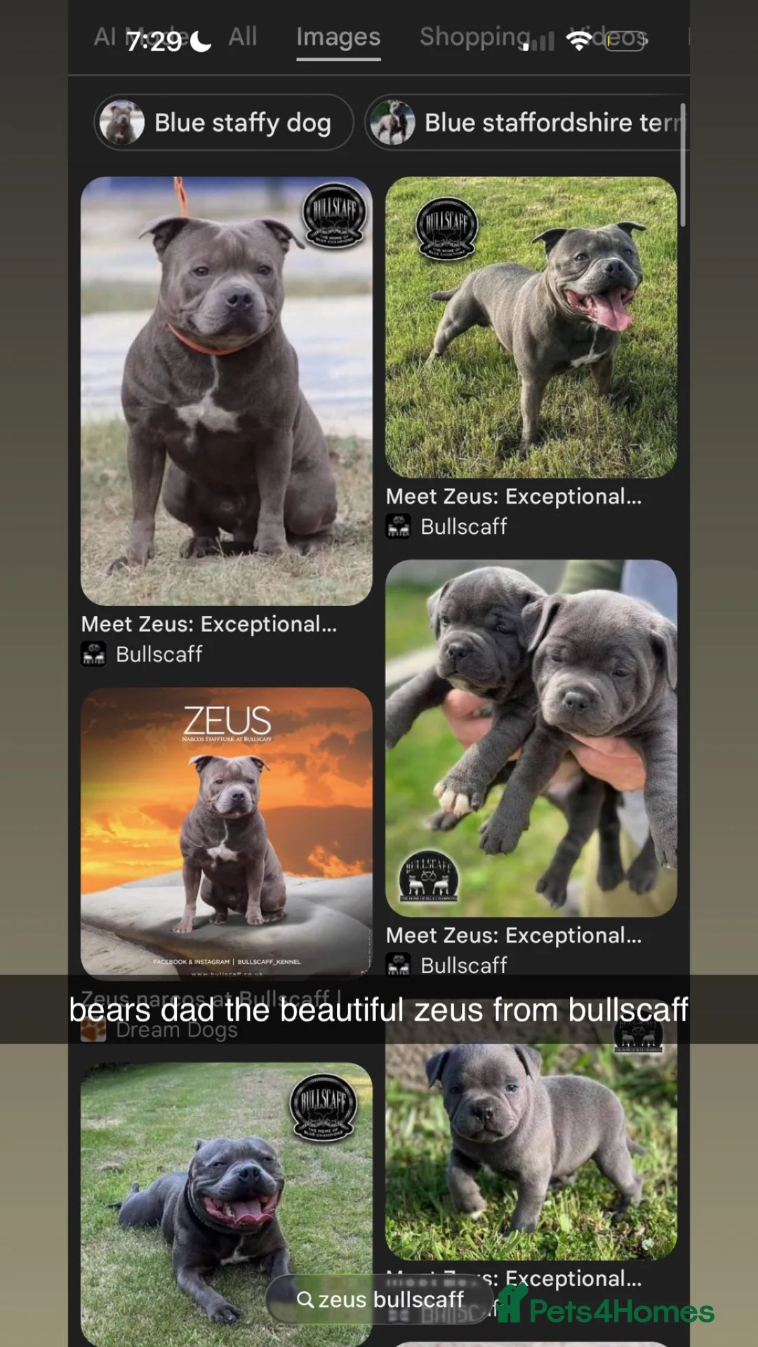 Staffordshire Bull Terrier dogs for stud: Beautiful Bear For Stud🙌 in Faversham - Advert 2