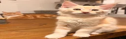 Maine Coon cats for sale: Maine coon kittens ready now, 1girl 1boy left  - Advert 8