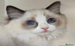 Ragdoll cats for sale:  READY NOW GCCF  REG. EUROPEAN  LINE BOYS   - Image 5