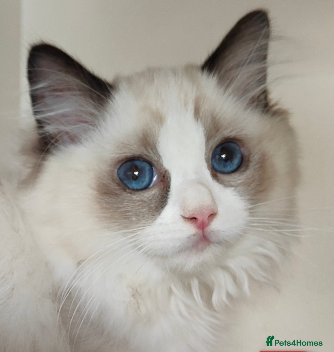 Ragdoll cats for sale:  READY NOW GCCF  REG. EUROPEAN  LINE BOYS   - Image 5
