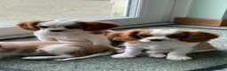 Cavalier King Charles Spaniel dogs for sale: K C Reg Fully Vaccinated  - Advert 6