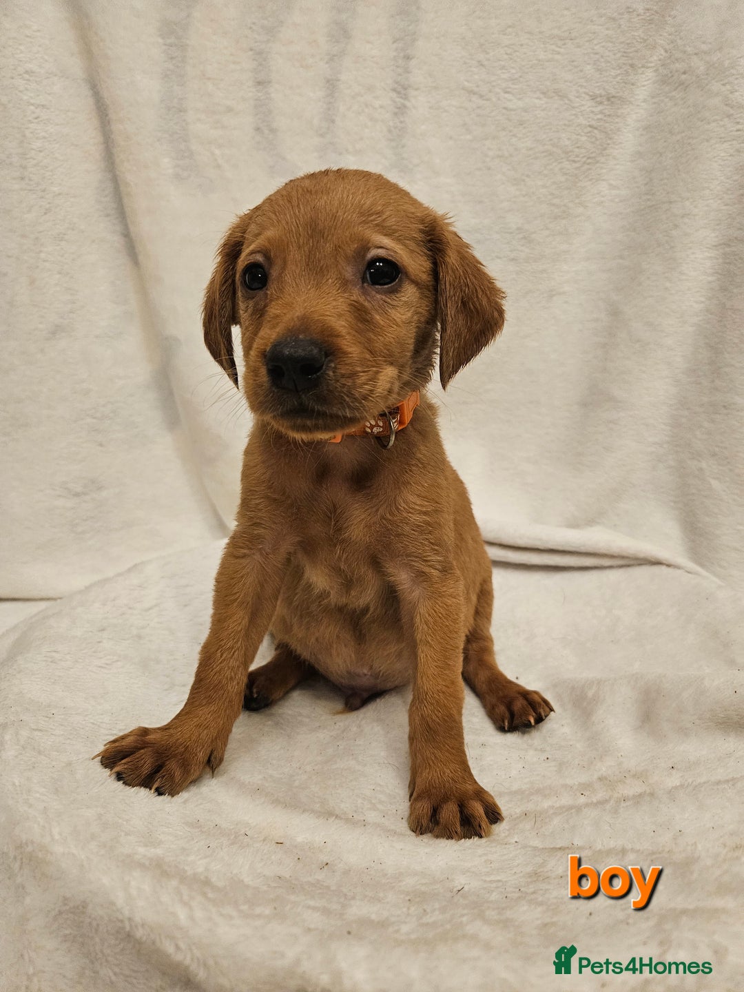 Labrador Retriever dogs for sale: Gorgeous Labradors babys looking for forever home - Image 5