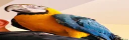 Macaws birds for sale: Parrot  - Advert 8