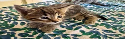 Savannah cats for sale: Savannah x Dorset lad kitten for sale - Advert 6