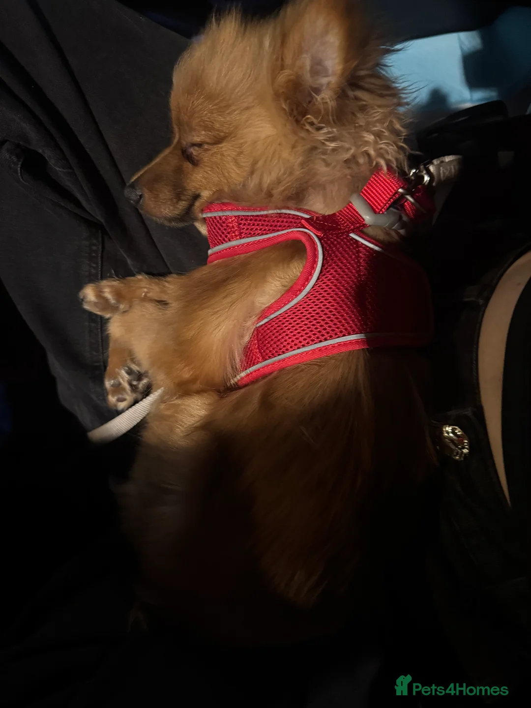 Pomeranian dogs for sale: Lulu  - Advert 2