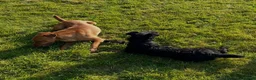 Patterjack dogs for sale: Patterjack puppies  in Conwy - Advert 9