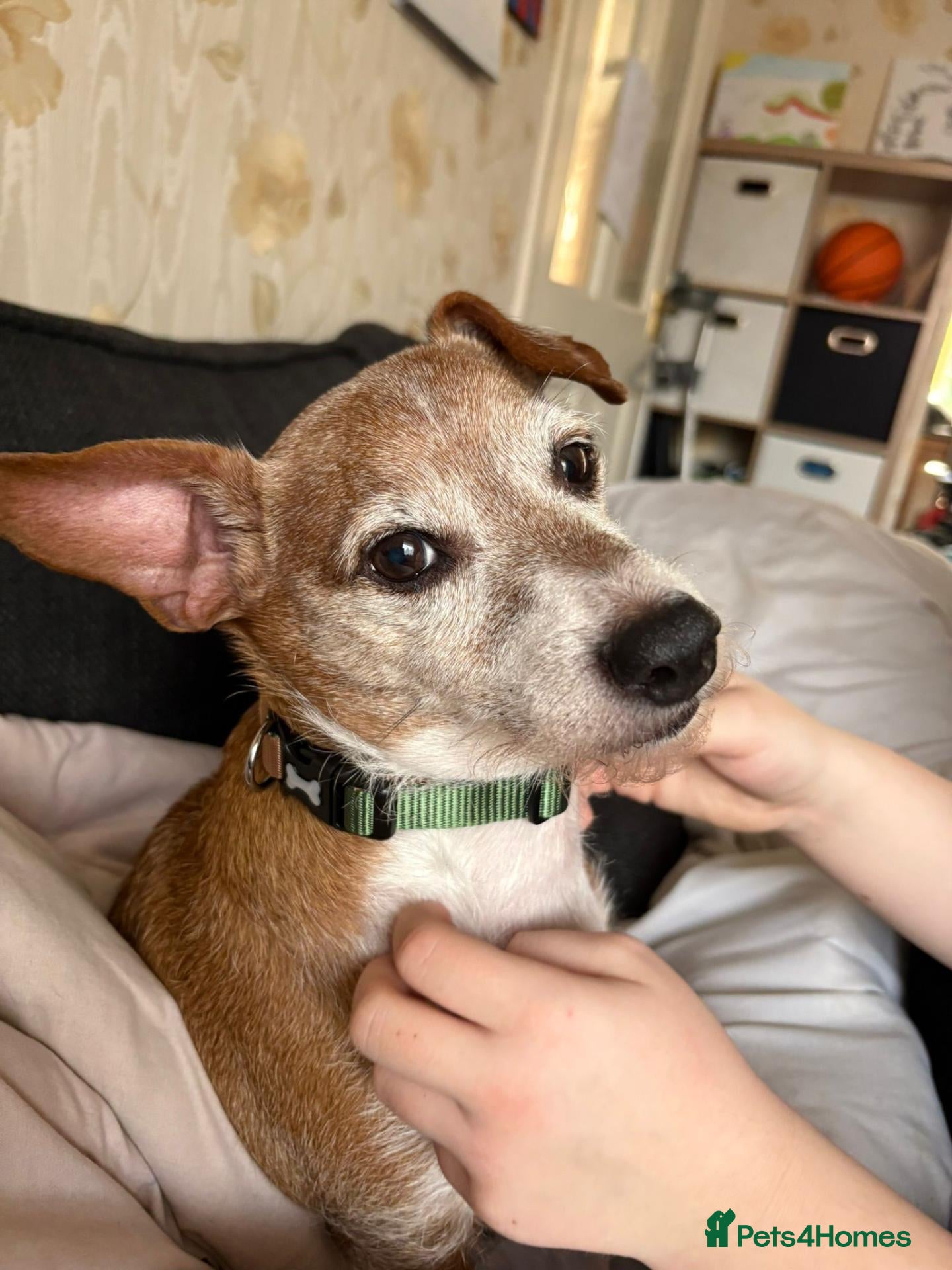 Mixed Breed dogs ❗URGENT:Foster in Hospital, New Foster Home Needed - Advert 1