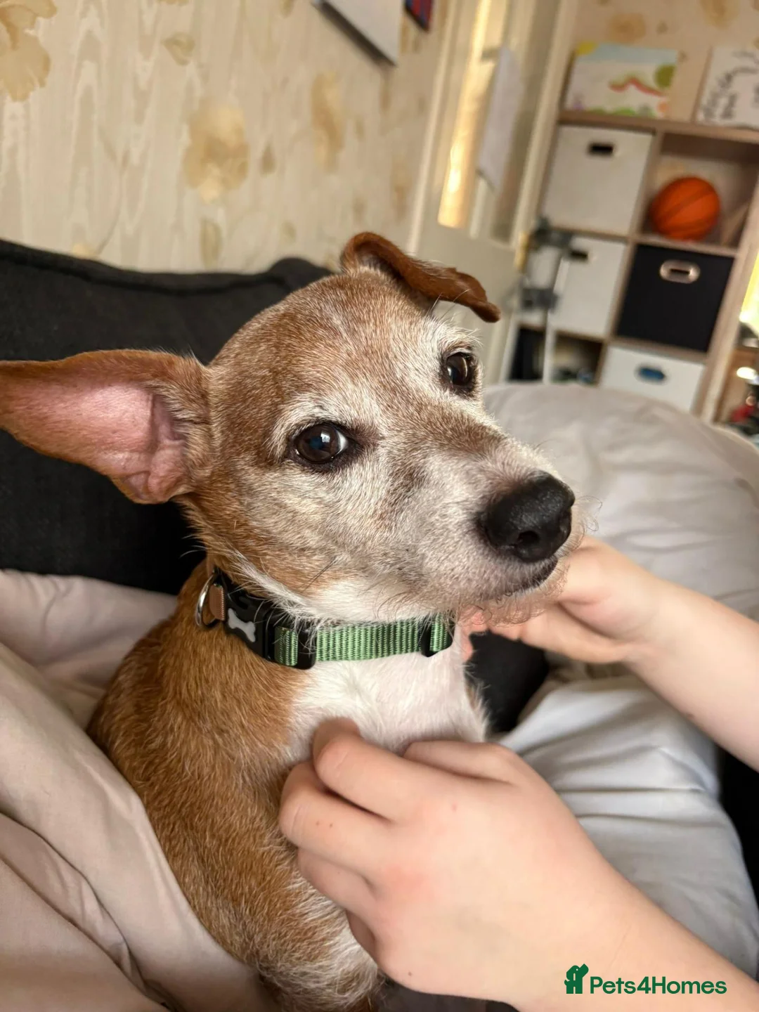 Mixed Breed dogs for adoption: ❗URGENT:Foster in Hospital, New Foster Home Needed in Bromyard - Advert 1