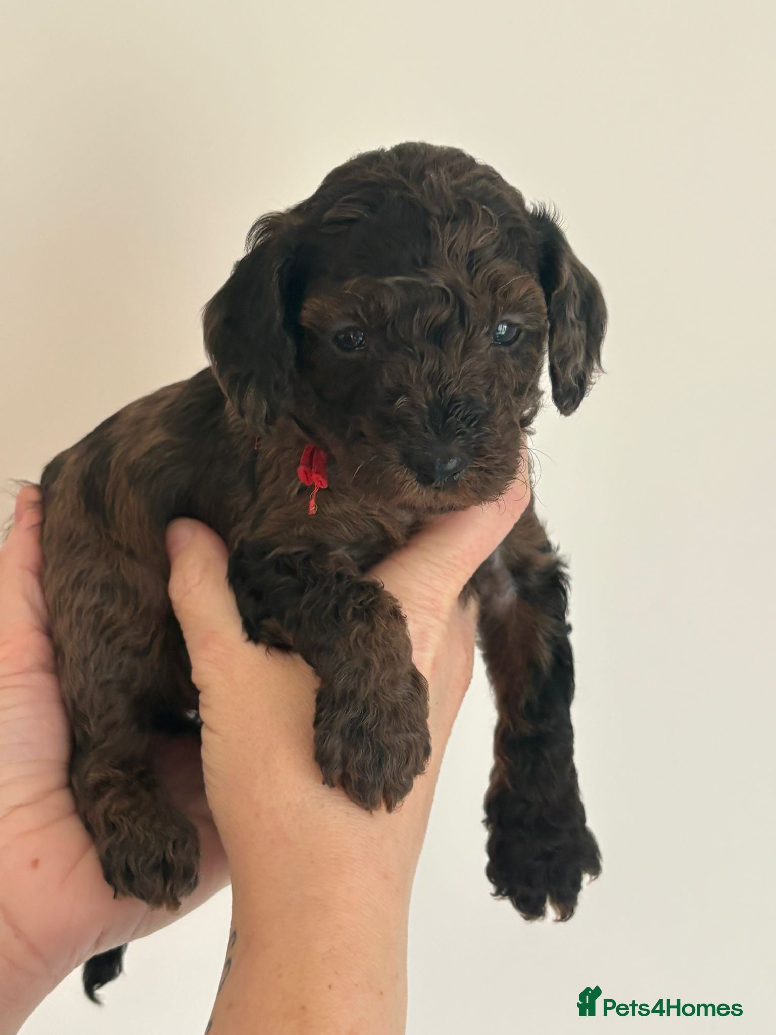Miniature Poodle dogs Beautiful Merle Miniature Poodles - Advert 3