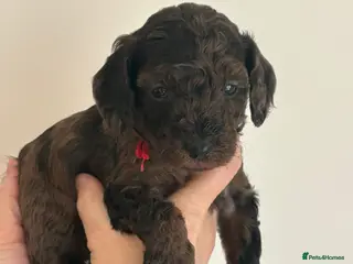 Miniature Poodle dogs Beautiful Merle Miniature Poodles - Advert 2