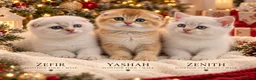 Scottish Fold cats for sale: Beautiful Scottish Boys Looking for Loving Homes - Advert 13
