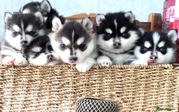Pomsky dogs for sale: Very Tiny F4 Pomskys  - Image 13